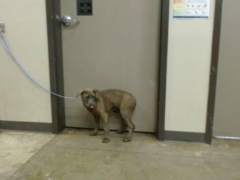 Rottweiler Dogs Available for Adoption in Ontario, California - A008640 | PetCurious