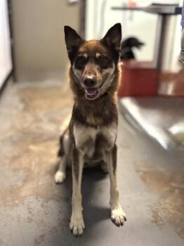 Vance -  Siberian Husky Dog for Adoption in Red Bluff, California - Vance | PetCurious