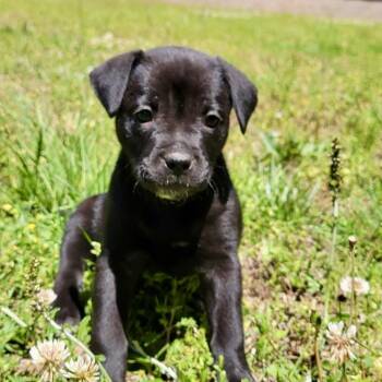 Bahrain -  Labrador Retriever Dog for Adoption in Wake Forest, North Carolina - Bahrain | PetCurious