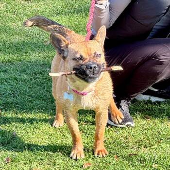 Marsha (C000-818) -*Available By Appointment* -  French Bulldog and Mixed Breed Dog for Adoption in Chino Hills, California - Marsha (C000-818) -*Available By Appointment* | PetCurious