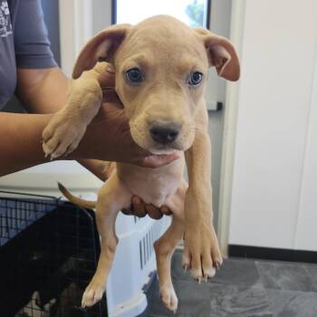 Freese -  Terrier Dog for Adoption in Clearwater, Florida - Freese | PetCurious