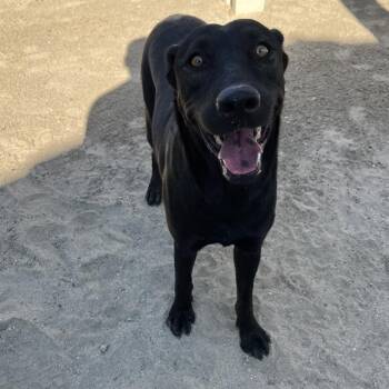 Rescue Labrador Retriever and Mixed Breed Dogs for Adoption in Thousand Palms, California - HOPE | PetCurious