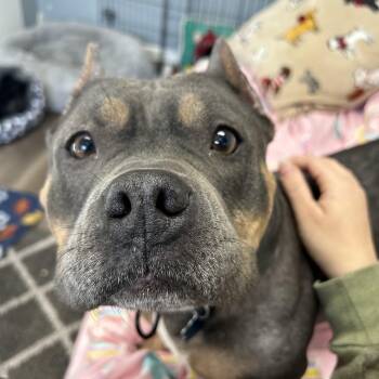 Rescue Bulldog Dogs for Adoption in Patchogue, New York - Peachy | PetCurious