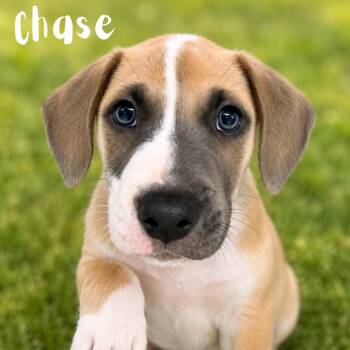 Chase -  Pit Bull Terrier Dog for Adoption in St. Petersburg, Florida - Chase | PetCurious