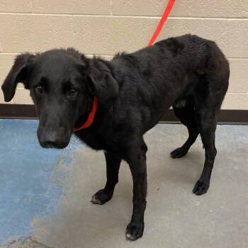 ARLINGTON -  Mixed Breed Dog for Adoption in Memphis, Tennessee - ARLINGTON | PetCurious