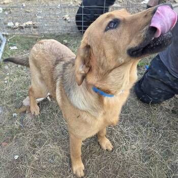 Koira -  Black Labrador Retriever Dog for Adoption in Oakville, Washington - Koira | PetCurious