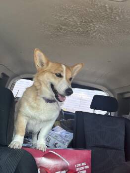 Corgi Dogs Available for Adoption - Zelda | PetCurious