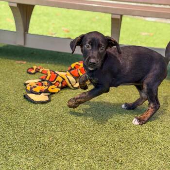 Colette -  Terrier and Mixed Breed Dog for Adoption in Gainesville, Georgia - Colette | PetCurious