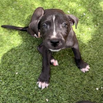Bolt 6504 -  Mixed Breed Dog for Adoption in Loxahatchee Groves, Florida - Bolt 6504 | PetCurious