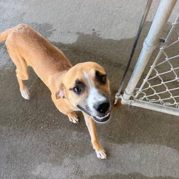 Marigold -  Mixed Breed Dog for Adoption in Emporia, Kansas - Marigold | PetCurious