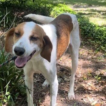 Hound and Mixed Breed Dogs Available for Adoption in Fairfax Station, Virginia - Tony | PetCurious