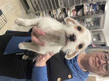 Miniature Poodle Dogs Available for Adoption - Pete Cobbler | PetCurious