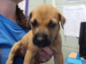 NELLY -  Pit Bull Terrier and Mixed Breed Dog for Adoption in Tulsa, Oklahoma - NELLY | PetCurious