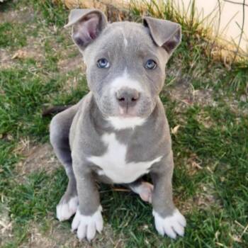 Pit Bull Terrier Dogs Available for Adoption in Mead, Colorado - Tootsie | PetCurious