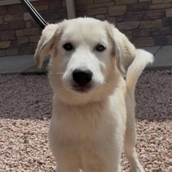 Rescue Husky Dogs for Adoption in Payson, Arizona - Bambi | PetCurious