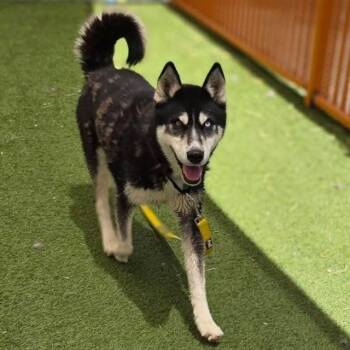 BRUNO -  Siberian Husky Dog for Adoption in Las Vegas, Nevada - BRUNO | PetCurious