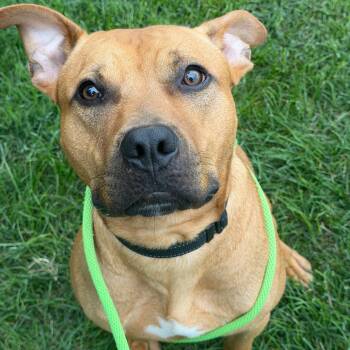 Walnut -  Rhodesian Ridgeback Dog for Adoption in Grand Rapids, Michigan - Walnut | PetCurious