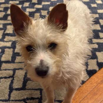 West Highland White Terrier Westie Dogs Available for Adoption in New York, New York - Dash | PetCurious