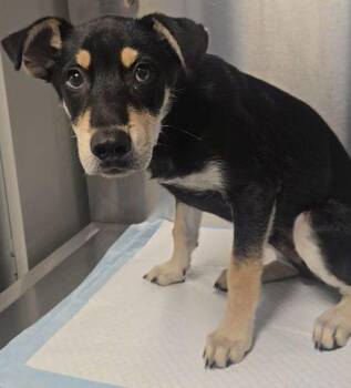 Osito -  Fox Terrier and Mixed Breed Dog for Adoption in Fresno, California - Osito | PetCurious