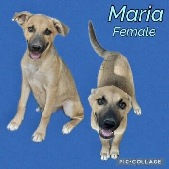 Maria -  Belgian Shepherd Malinois Dog for Adoption in Manchester, Connecticut - Maria | PetCurious