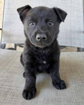 Terrier and Shepherd Dogs Available for Adoption in Corona, California - Joey | PetCurious