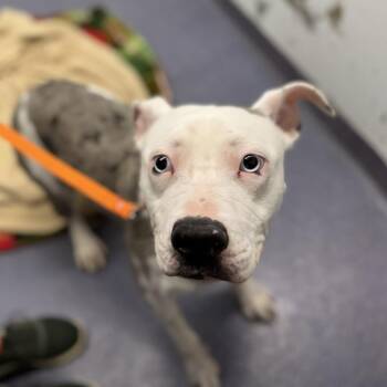 Alice -  Mixed Breed Dog for Adoption in Edwardsville, Illinois - Alice | PetCurious