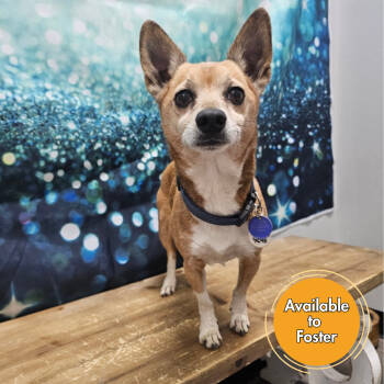 Rescue Chihuahua and Corgi Dogs for Adoption in Normal, Illinois - Dade | PetCurious