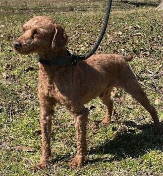Poodle Dogs Available for Adoption - Cooper | PetCurious