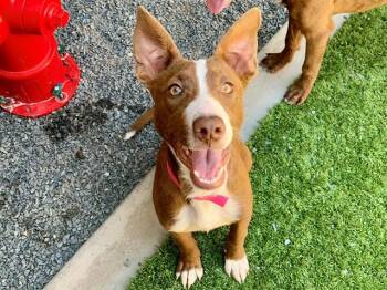 CHANEL -  Border Collie Dog for Adoption in Moreno Valley, California - CHANEL | PetCurious