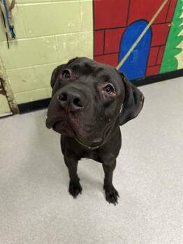 Rescue Pit Bull Terrier and Labrador Retriever Dogs for Adoption in Indianapolis, Indiana - MAXIMUS | PetCurious