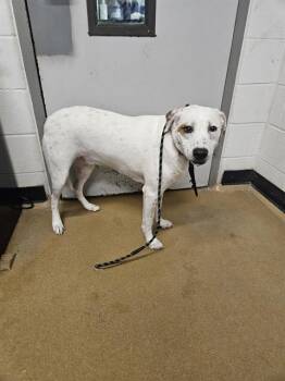 Rescue Pointer and Mixed Breed Dogs for Adoption in St. Peters, Missouri - APOLLO | PetCurious