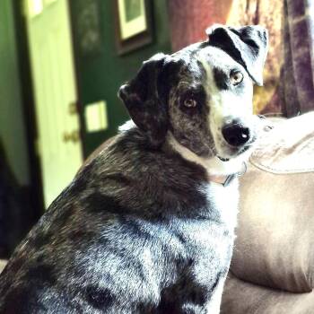 Labrador Retriever and Australian Cattle Dog Blue Heeler Dogs Available for Adoption in Sequatchie, Tennessee - Lucky -s | PetCurious