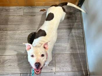 KIMORA -  Pit Bull Terrier Dog for Adoption in Rowlett, Texas - KIMORA | PetCurious