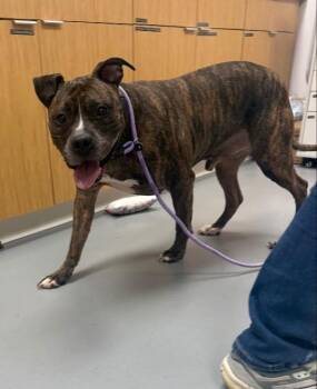 Marco/Batman -  Boxer and Pit Bull Terrier Dog Available for Adoption in Hartsville, South Carolina - Marco/Batman | PetCurious