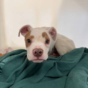 Pit Bull Terrier and American Staffordshire Terrier Dogs Available for Adoption in East St. Louis, Illinois - Keeno | PetCurious