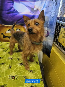 Rescue Terrier Dogs for Adoption in Metairie, Louisiana - Barrett | PetCurious