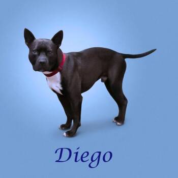 Pit Bull Terrier and French Bulldog Dogs Available for Adoption in Lebanon, Tennessee - Diego D26-042 | PetCurious