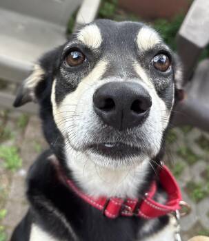 Ringo -  Shepherd and Labrador Retriever Dog for Adoption in Norwalk, Connecticut - Ringo | PetCurious