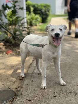 Mixed Breed and Husky Dogs Available for Adoption in North Reading, Massachusetts - Lucila | PetCurious