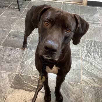 Black Labrador Retriever and Weimaraner Dogs Available for Adoption in Clearwater, Florida - Harley | PetCurious