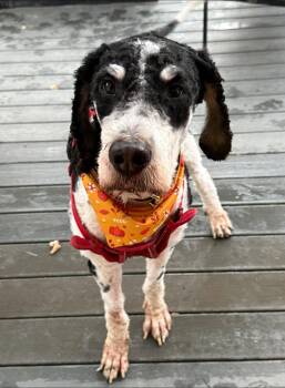 Bobby -  Bernadoodle Dog for Adoption in Greenwich, New York - Bobby | PetCurious
