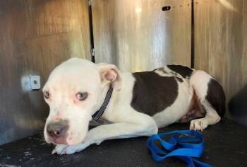 Rescue American Staffordshire Terrier Dogs for Adoption in San Antonio, Texas - JOE JOE | PetCurious