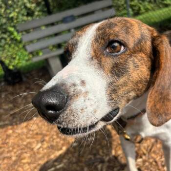 Beau -  Mixed Breed Dog for Adoption in Briarcliff Manor, New York - Beau | PetCurious