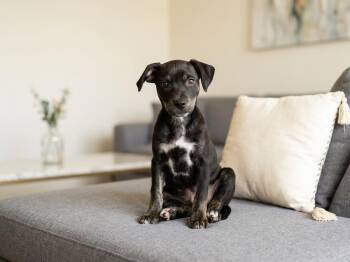 NATE -  Shepherd Dog for Adoption in Broomfield, Colorado - NATE | PetCurious