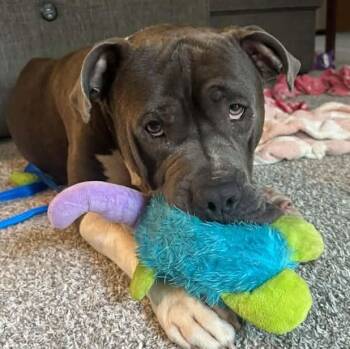 Cecil -  American Bulldog and Neapolitan Mastiff Dog for Adoption in Racine, Wisconsin - Cecil | PetCurious