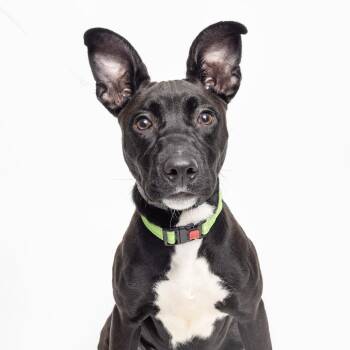 Mixed Breed Dogs Available for Adoption - Pippy | PetCurious