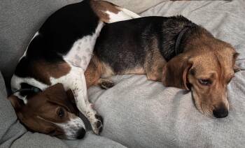 Gabriella -  Beagle Dog for Adoption in Media, Pennsylvania - Gabriella | PetCurious