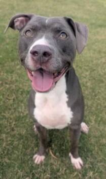BELLA -  Pit Bull Terrier and Mixed Breed Dog for Adoption in Redlands, California - BELLA | PetCurious