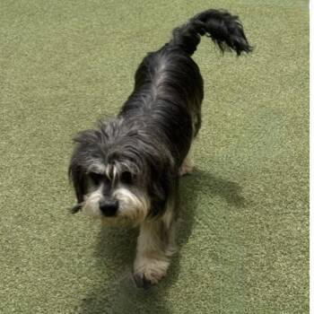 Magnolia -  Terrier Dog for Adoption in Norwalk, Connecticut - Magnolia | PetCurious