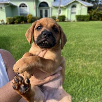 Nutmeg -  Black Mouth Cur and Beagle Dog for Adoption in Hobe Sound, Florida - Nutmeg | PetCurious